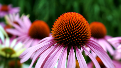 Багаторічні рослини для саду