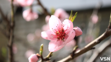 Дощі та нічні заморозки: якою буде погода 18 та 19 квітня на Волині?