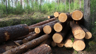 Нарубав дерев на понад 630 тисяч гривень: на Волині судять лісоруба