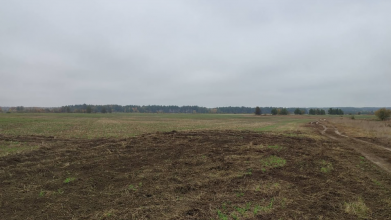 На Волині невідомі пошкодили посіви на полях: господарство підраховує збитки