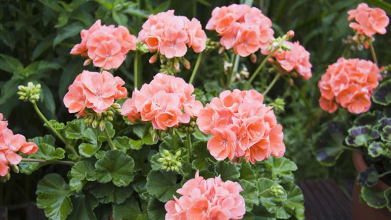 Пеларгонія не цвіте: лише одне просте підживлення змусить калачики вкритися шапками квітів