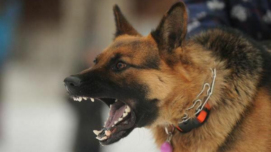 У волинянина конфіскували вівчарку за напад на дитину