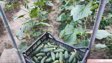 Закупають пачками: які сорти огірків обрати для вашого городу