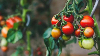 Одна помилка в лунці — і врожаю не буде: як посадити помідори правильно