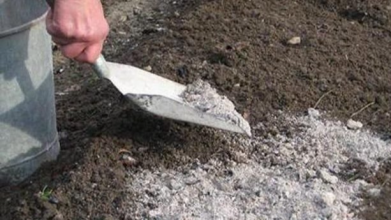 підживлення городу попелом