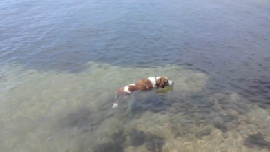 На плечі волинянки, яка тонула на озері, вискочив пес: нові подробиці інциденту