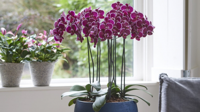 Як «розбудити» і змусити квітнути навіть суху орхідею: це підживлення робить дива