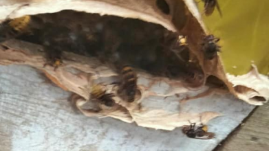 У луцькому садочку виявили гніздо з небезпечними комахами