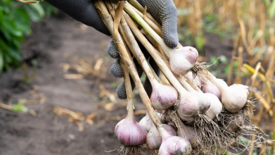 Що не можна садити після часнику: поради для гарного врожаю