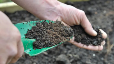 підживлення  ґрунту сумішшю сухого листя і деревної золи