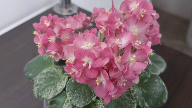 Фіалки не цвітуть? Спробуйте простий настій із бананових шкірок