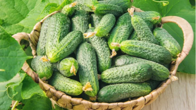 Огірки скидають зав’язь? Допоможе простий продукт з кухні