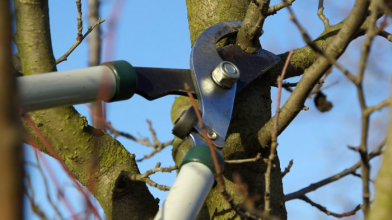 Як правильно вибрати час для весняної обрізки саду: поради для початківців