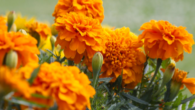 Які квіти не треба поливати і доглядати