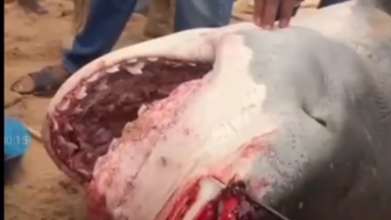 В Єгипті акула з'їла російського туриста. Відео