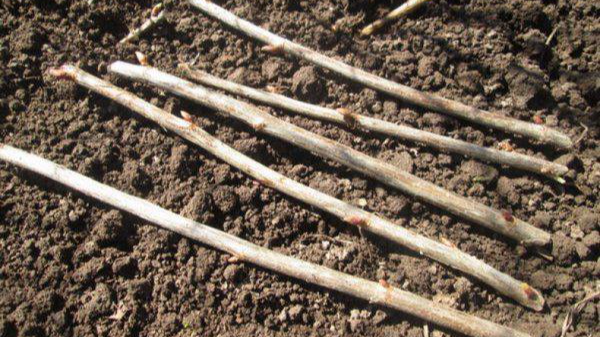 Як розмножити смородину живцями — простий спосіб для кожного дачника