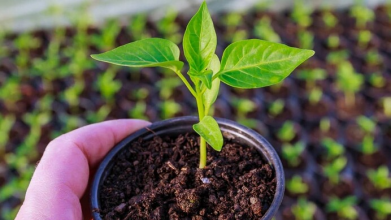 Коли садити перець на розсаду у лютому 2026 року: найкращі та заборонені дати за фазами Місяця