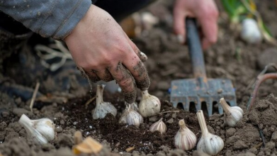 Озимі цибулю і часник треба садити лише після цих культур: урожай буде величезним