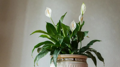 Спатифілум не хоче цвісти: дешеве підживлення, яке змусить «жіноче щастя» вкритися квітами