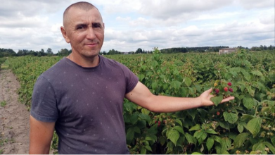 «Малина без рук не буде рости»: як родина з Волині змінила картоплю на ягідний бізнес