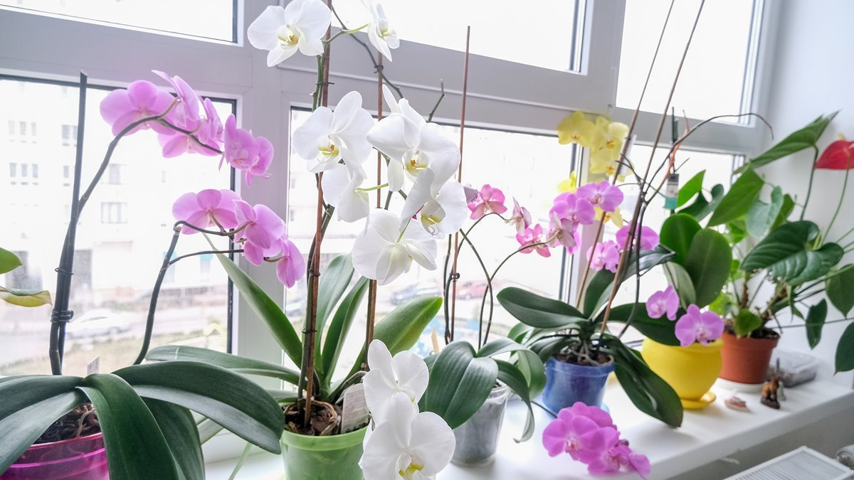 Ніколи не підживлюйте цим орхідею: вазон втратить усі квіти