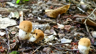 Як намальовані: у лісі біля Луцька відрами збирають міні-гриби