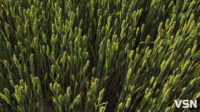 Контрастна зима і весняні заморозки: як погода може вплинути на врожай на Волині