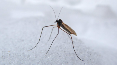 На Волині виявили зимових комарів, які не харчуються кров'ю