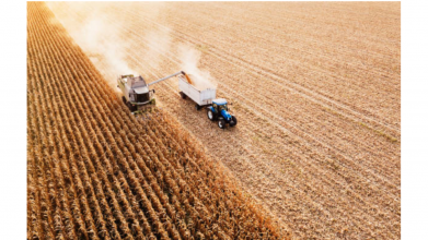 Продаж кукурудзи: нові можливості для аграріїв Волині