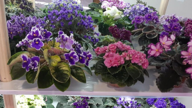 Просте підживлення з кухні, яке змушує фіалки цвісти без зупину