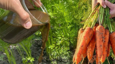 Чим підживити моркву в серпні, щоб виросла великою, солодкою і без тріщин