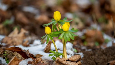 Стрітення 2026: що не можна робити в цей день і головні традиції святкування