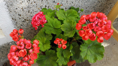 Полийте герань цією водою — і вона цвістиме 11 місяців на рік