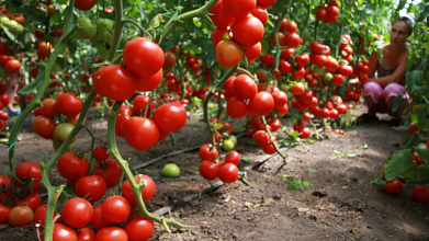 Коли садити помідори за місячним календарем?