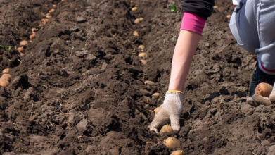 У які дні березня 2026 садити картоплю: найкращі дні за місячним календарем для гарного врожаю