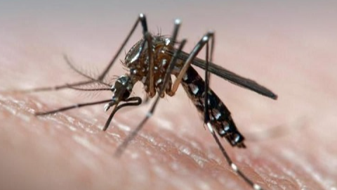 Байден і бойові комарі: на росії заявили про новий вид української біологічної зброї