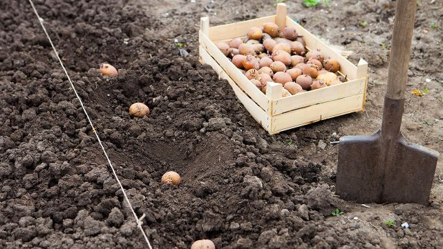 Не пройшли перевірку часом: які сорти картоплі, які не рекомендують садити в Україні