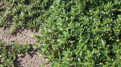 Портулак захопив город: як позбутися його навесні раз і назавжди