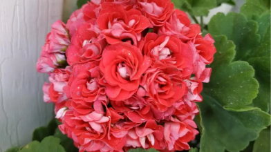 Як змусити герань цвісти весь рік: недорогий засіб для пеларгонії