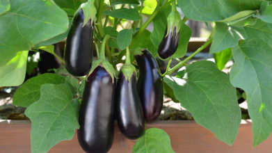 Від врожаю не буде відбою: як правильно сіяти баклажани на розсаду вдома