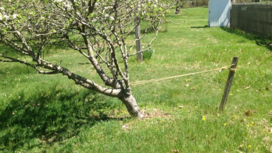 Як вирівняти похилене молоде дерево
