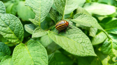 Захист картоплі від колорадського жука