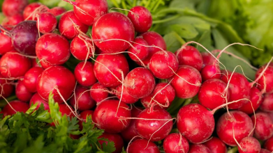 Найкращі сорти редиски