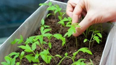 Один полив — і розсада оживає: чим підживити перець