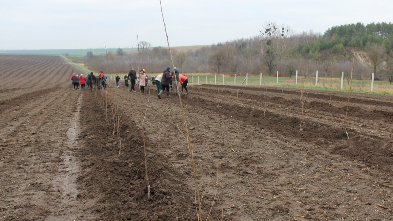 На Волині висадили найбільший вишневий сад в області