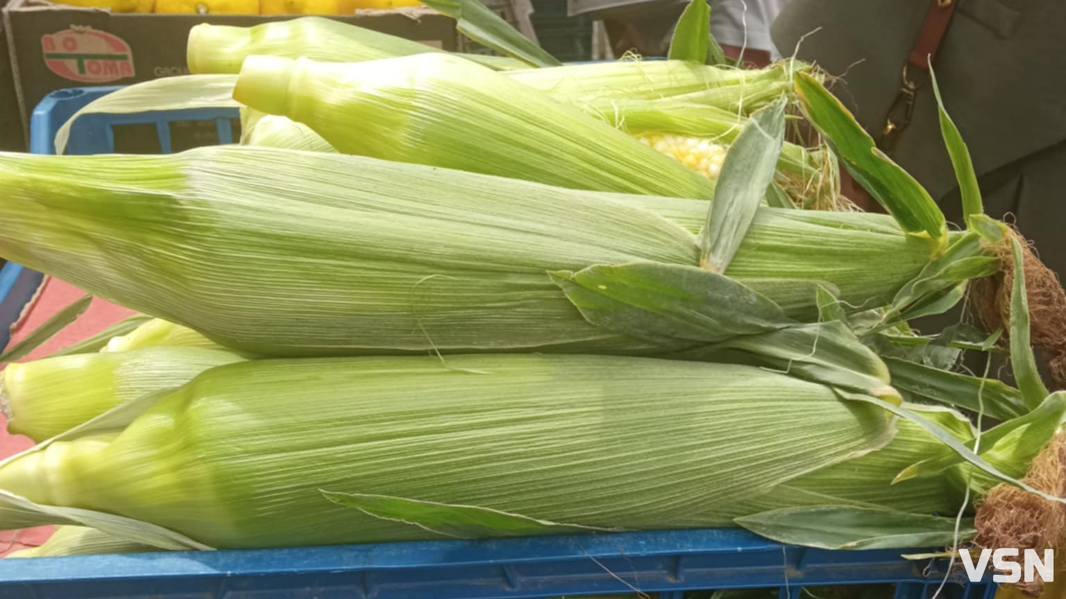 На ринку у Луцьку вже продають молоду кукурудзу: яка ціна