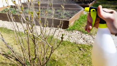 Смородина, аґрус, малина - що потрібно зробити з ягідними кущами у березні