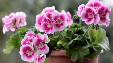 Герань оцінить цю підживку на всі 100: лише 3 таблетки на літр води