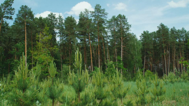 На Волині суд зобов’язав громаду зберегти 45-річний самосійний ліс