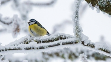 Якою буде погода в лютому: прогноз синоптика з Волині